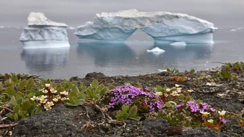 L'Antàrtida floreix... i això no és bona senyal