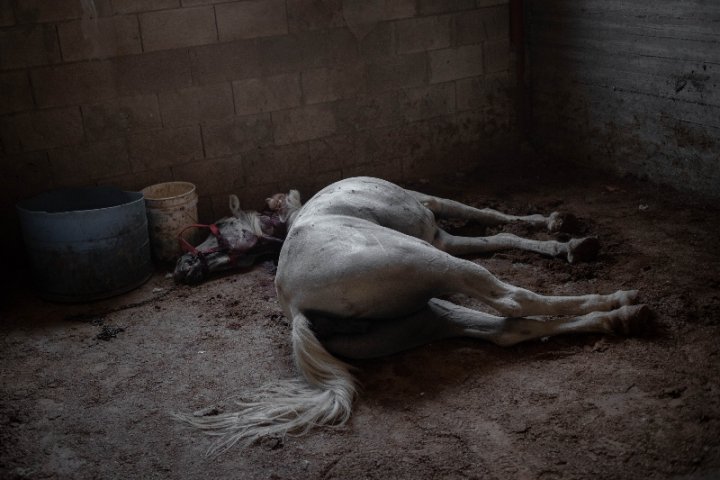 Cavall abatut de l'home de l'habitatge. L'anihilament de qualsevol recurs que pugui servir per a la subsistència dels palestins és una constant. Foto: Caterina Albert